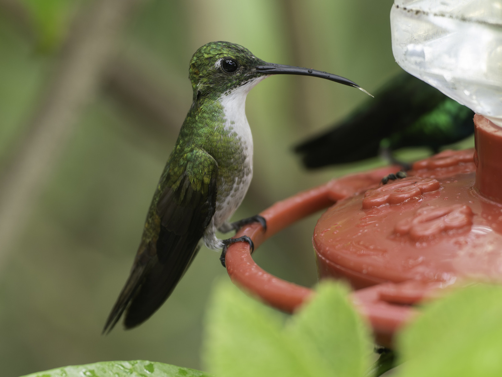 image White-chested Emerald